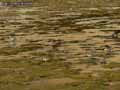 oiseaux-127.jpg