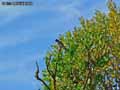 oiseaux-24.jpg