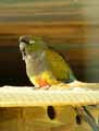 oiseaux-48.jpg