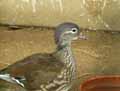 oiseaux-49.jpg