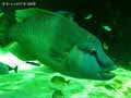 poissons-20.jpg