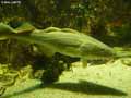 poissons-4.jpg