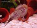 poissons-44.jpg