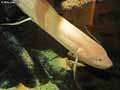 poissons-64.jpg