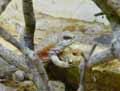 reptiles-amphibiens-37.jpg