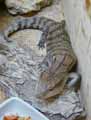 reptiles-amphibiens-38.jpg