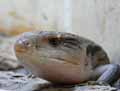 reptiles-amphibiens-39.jpg