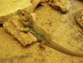 reptiles-amphibiens-50.jpg