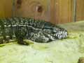 reptiles-amphibiens-53.jpg