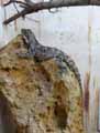 reptiles-amphibiens-54.jpg