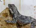 reptiles-amphibiens-55.jpg