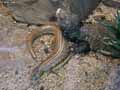 reptiles-amphibiens-65.jpg