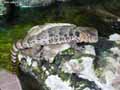 reptiles-amphibiens-66.jpg