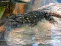 reptiles-amphibiens-9.jpg