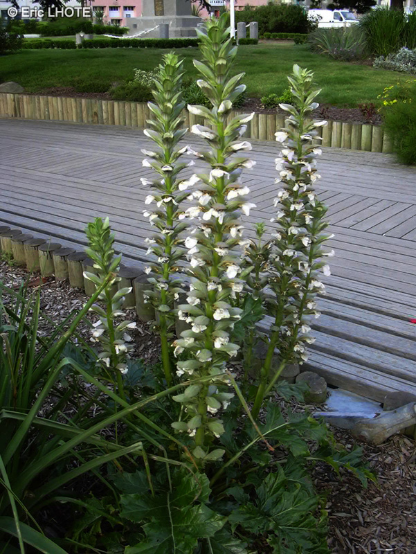  - Acanthus mollis - 