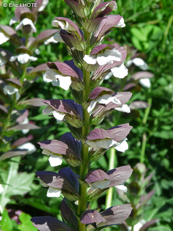  - Acanthus mollis - 