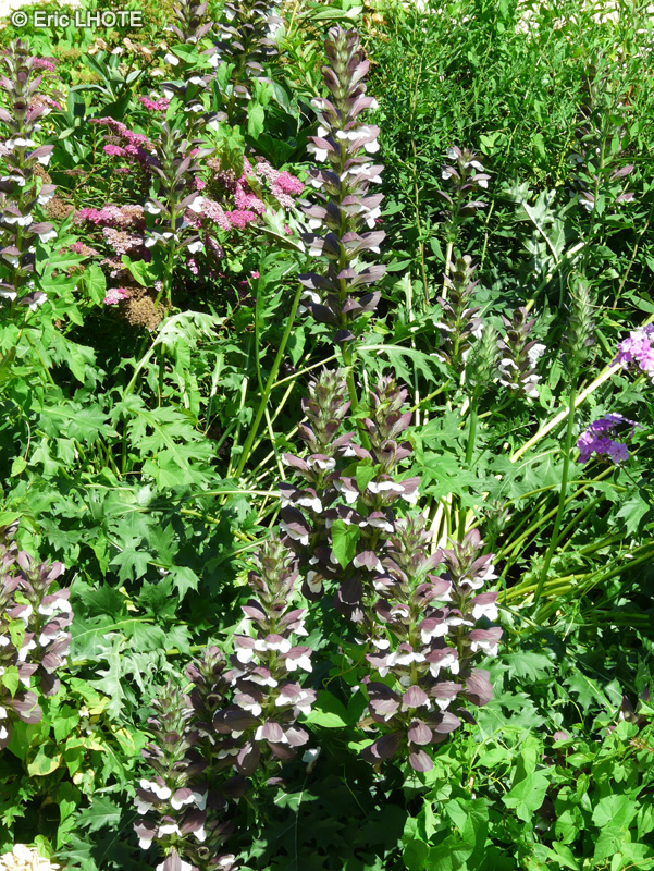  - Acanthus mollis - 