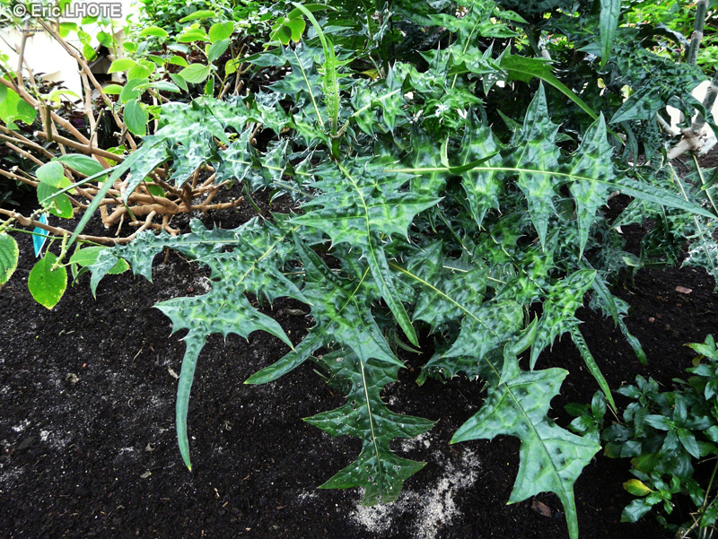  - Acanthus montanus - 