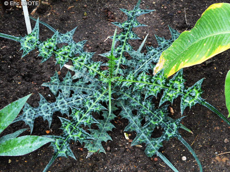Acanthaceae - Acanthus montanus - Acanthe