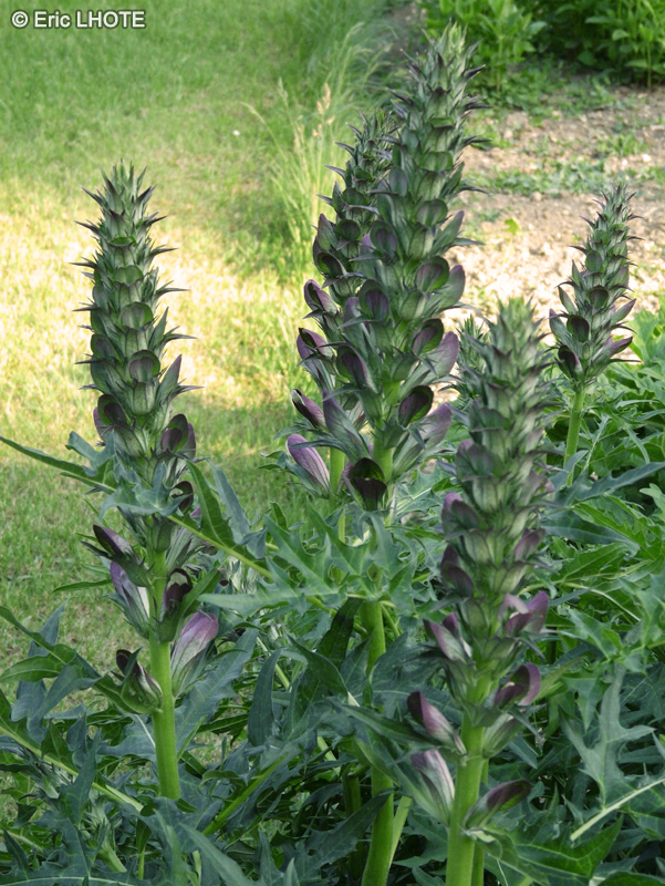  - Acanthus spinosus - 