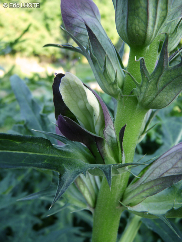  - Acanthus spinosus - 