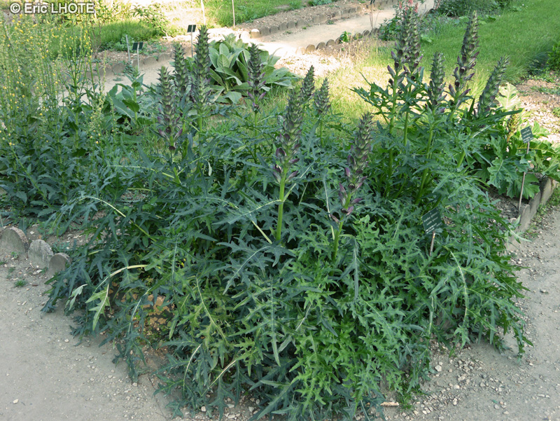 Acanthaceae - Acanthus spinosus - Acanthe épineuse