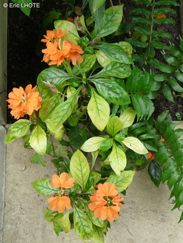 Acanthaceae - Crossandra infundibuliformis - Crossandra