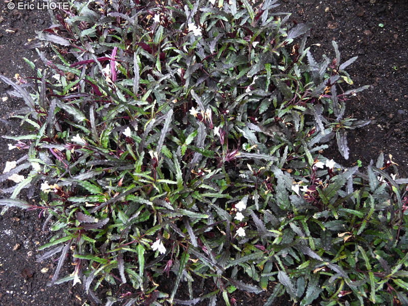 Acanthaceae - Hemigraphis repanda - Hemigraphis