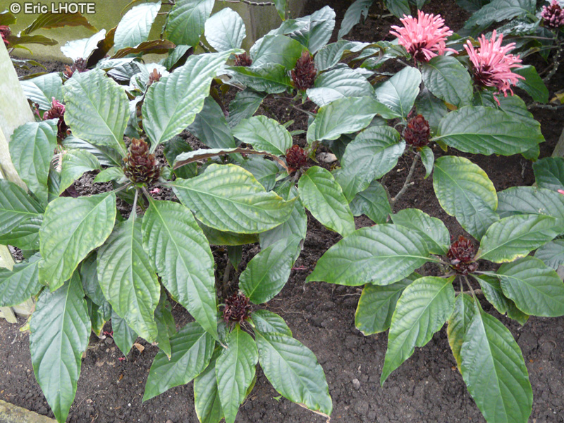  - Jacobinia magnifica, Justicia carnea - 