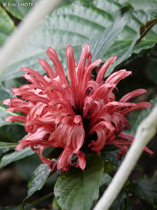 Acanthaceae - Jacobinia magnifica, Justicia carnea - Jacobine