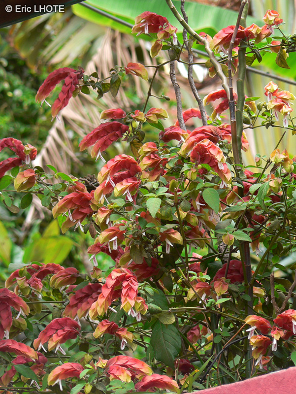  - Justicia brandegeeana, Beloperone guttata - 
