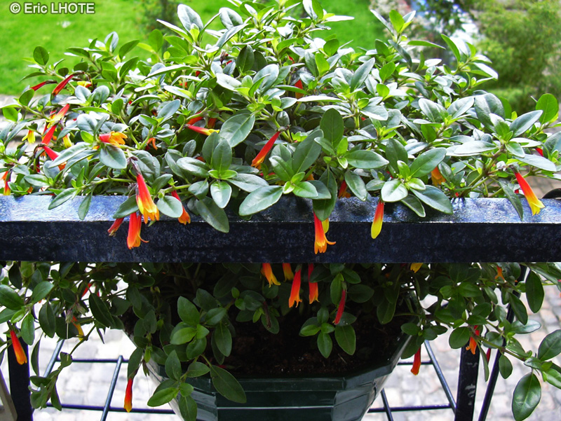 Acanthaceae - Justicia rizzinii, Justicia pauciflora, Justicia floribunda - Libonia, Justicia