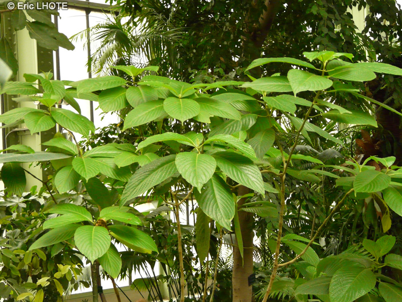  - Megaspekasma erythrochlamis - 