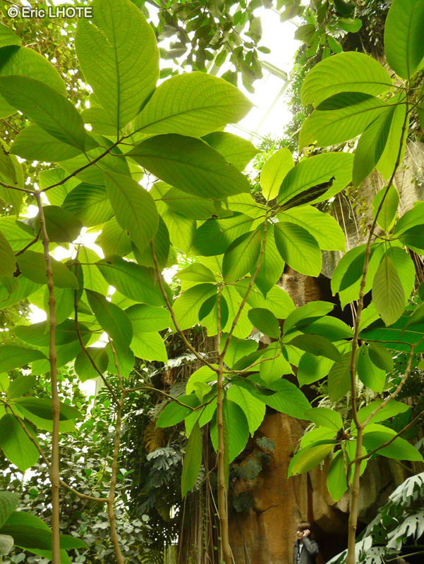 Acanthaceae - Megaspekasma erythrochlamis - Manteau rouge du Brésil, Justicia rouge