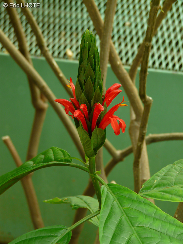  - Pachystachys coccinea - 
