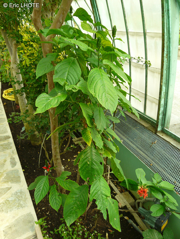 Acanthaceae - Pachystachys coccinea - Plumet d’officier, Panache d’officier, Chandelle