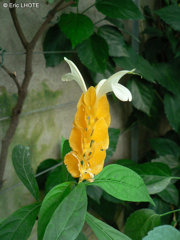  - Pachystachys lutea - 