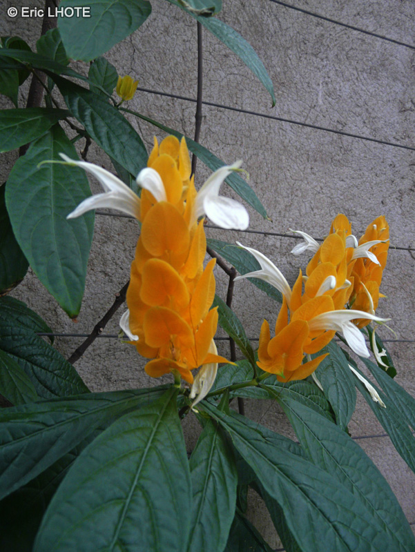  - Pachystachys lutea - 