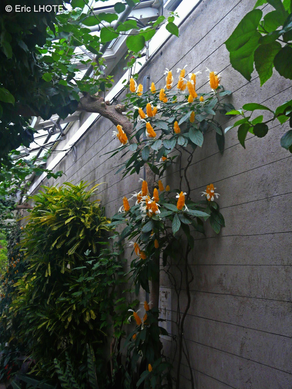  - Pachystachys lutea - 