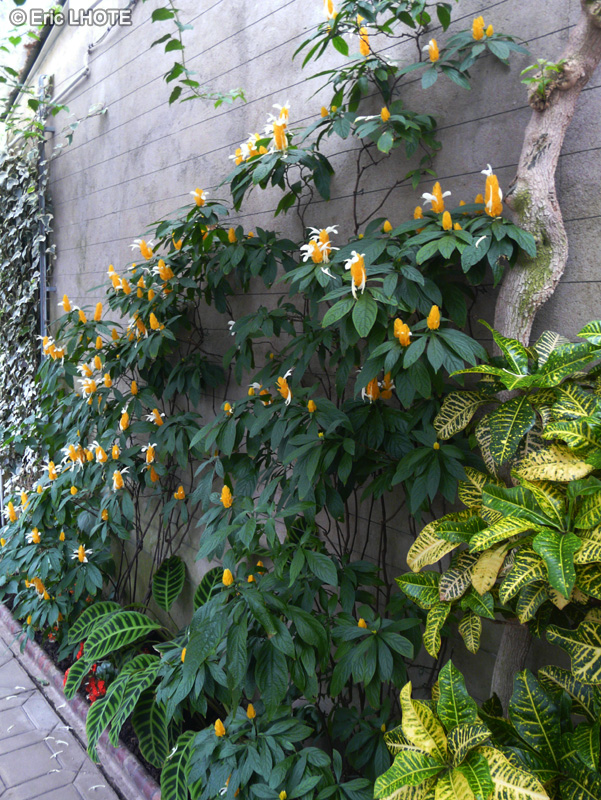  - Pachystachys lutea - 