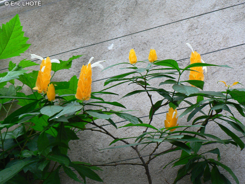 Acanthaceae - Pachystachys lutea - Panache d’officier