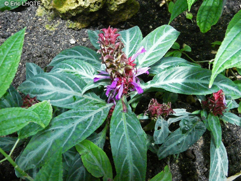  - Porphyrocoma Pohliana, Amphiscopia pohliana - 