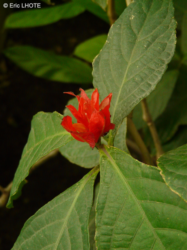 Acanthaceae - Ruellia chartacea - Ruellia