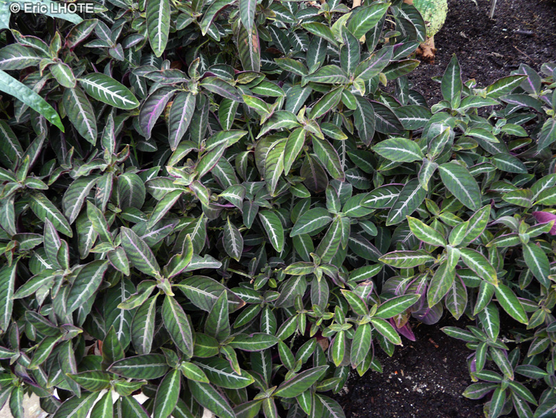 Acanthaceae - Ruellia makoyana - Ruélie de Makoy