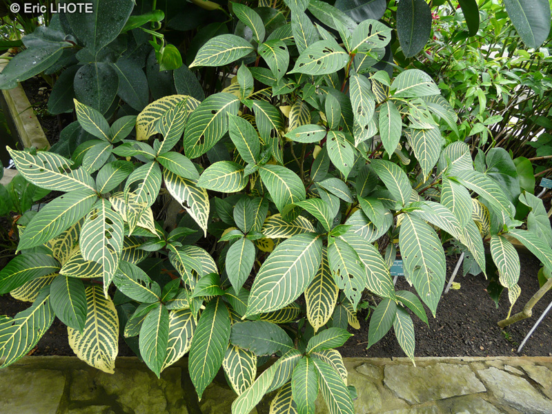  - Sanchezia longiflora - 