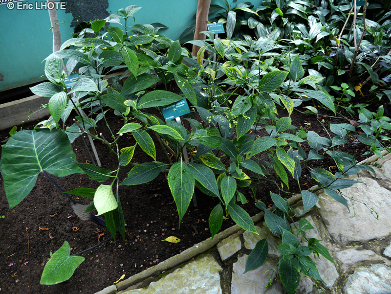 Acanthaceae - Strobilanthes coloratus - Strobilanthe colorée
