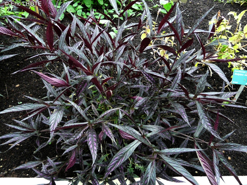 Acanthaceae - Strobilanthes dyerianus - Bouclier persan, Herbe pintade