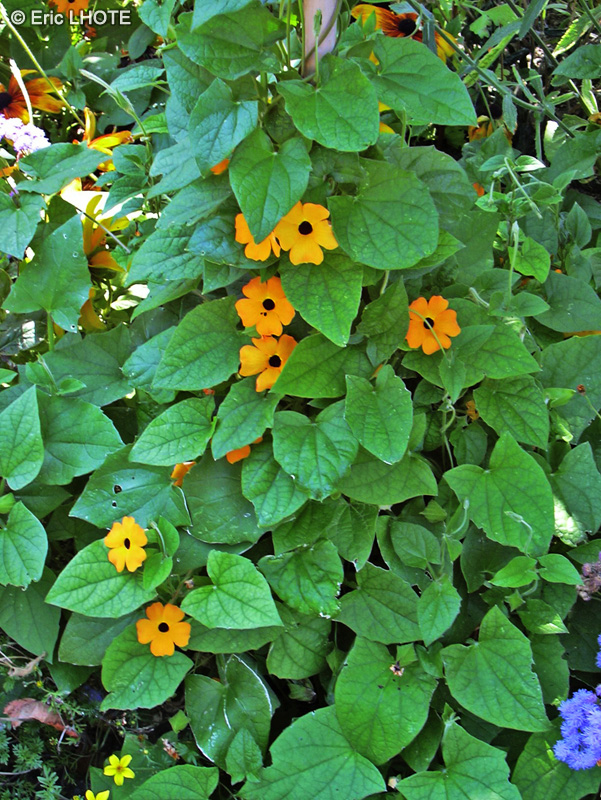  - Thunbergia alata - 