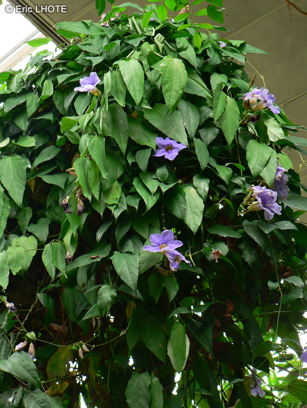 Acanthaceae - Thunbergia grandiflora - Thunbergie &agrave; grandes fleurs