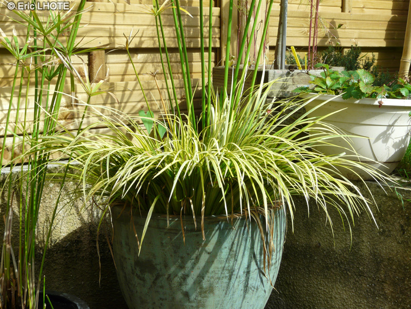 Acoraceae - Acorus gramineus Oborozuki - Acore Oborozuki